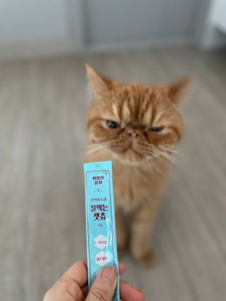 페페로니 잘 먹는 캣츄 - 원양선 참치 24개입 — 5점을 준 리뷰어가 2021년 8월 올린 사용 사진