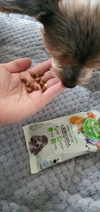 씨디랩 속이 편한 강아지 사료 소프트발란스 기호성 좋은 발효사료 피부와 위장 관절과 위장 — 5점을 준 리뷰어가 2021년 3월 올린 사용 사진