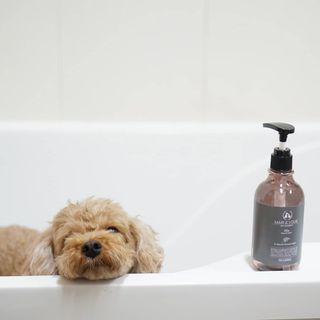 마리앤루이펫샴푸 [mari and louie pet shampoo] — 5점을 준 리뷰어가 2021년 5월 올린 사용 사진