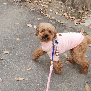 베이컨박스 [BACON] 고아웃클럽 산책 안전벨트 라이트 - 소형견용 — 5점을 준 리뷰어가 2021년 12월 올린 사용 사진