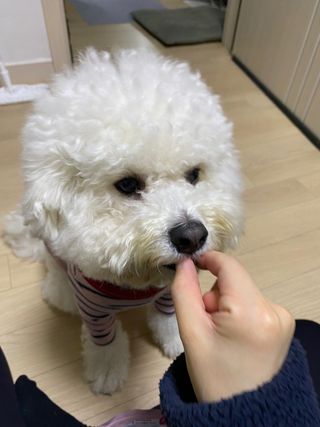 My Pet Care 천연단백질 관절건강에 개좋아 — 5점을 준 리뷰어가 2021년 2월 올린 사용 사진
