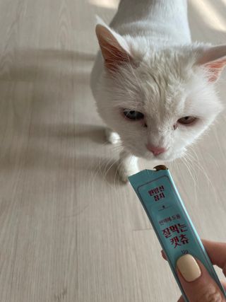 페페로니 잘 먹는 캣츄 - 원양선 참치 24개입 — 5점을 준 리뷰어가 2021년 10월 올린 사용 사진