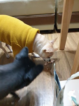도그퓨어 푸드닭 강아지 닭고기 통살 애견간식 오리지널/차전자피/초록입홍합 — 4.5점을 준 리뷰어가 2021년 11월 올린 사용 사진