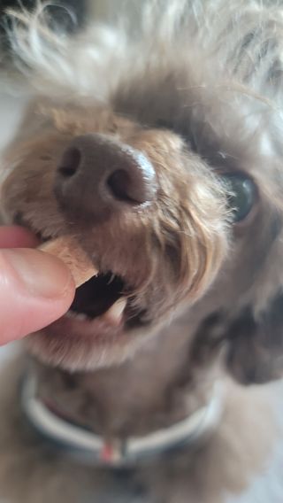 [펫시밀] 원물그대로 영양듬뿍 진공동결건조 북어트릿75g,치킨트릿100g,연어트릿75g 강아지 고양이 간식 — 5점을 준 리뷰어가 2023년 5월 올린 사용 사진