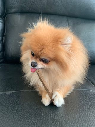 My Pet Care 천연단백질 치아건강에 개좋아 — 5점을 준 리뷰어가 2020년 12월 올린 사용 사진