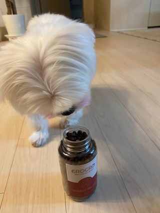 펫21 그로그로 5종 강아지 고양이 반려동물 한방 영양제 — 4.5점을 준 리뷰어가 2021년 12월 올린 사용 사진