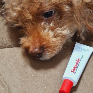 [자유펫] 시코니딘 고양이 강아지 피부 보습 연고 20g — 5점을 준 리뷰어가 2021년 10월 올린 사용 사진