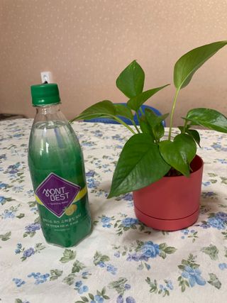 몽베스트 Montbest with Sparkling water Lemon OR Lime 20병(랜덤) — 5점을 준 리뷰어가 2023년 3월 올린 사용 사진