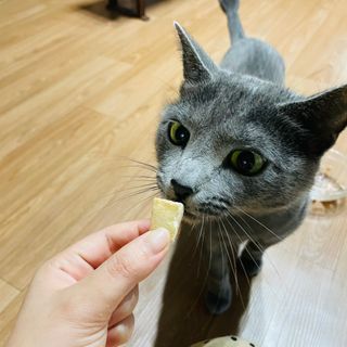 부르르펫 야미트릿 틸라피아 60g — 5점을 준 리뷰어가 2021년 10월 올린 사용 사진