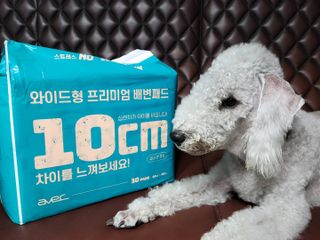 아베크 펫 와이드 프리미엄 대형 애견 강아지 배변 패드 30매 1팩 80g — 3점을 준 리뷰어가 2021년 7월 올린 사용 사진
