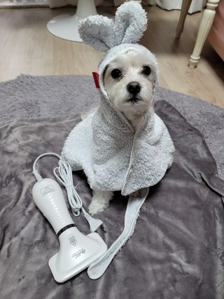 아베크 펫 강아지 고양이 애견 에어 브러쉬 드라이기 올인원 — 5점을 준 리뷰어가 2021년 7월 올린 사용 사진