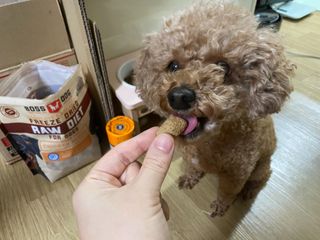 [보장균수500만] 건강한장 프로젝트 강아지사료 보스독 프로바이오틱스 340.19g 2종 — 4.5점을 준 리뷰어가 2021년 1월 올린 사용 사진