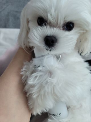 뽀블리님이 올린 리뷰 사진 4