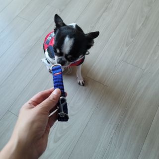베이컨박스 [BACON] 고아웃클럽 산책 안전벨트 라이트 - 소형견용 — 4점을 준 리뷰어가 2021년 12월 올린 사용 사진
