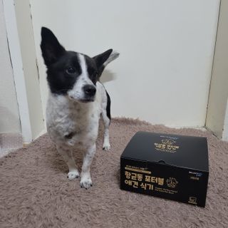 [세싹보울] 세균 싹~ 사라지는 셀앤핏 펫 항균동 애견식기 — 5점을 준 리뷰어가 2021년 6월 올린 사용 사진