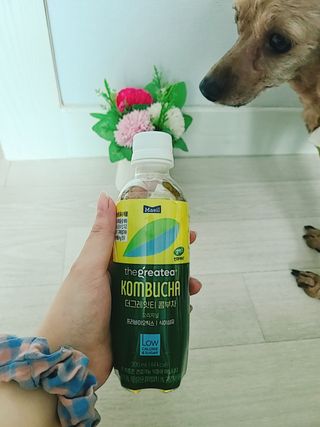 더그레잇티 콤부차 [매일유업] 더그레잇티 44kcal 콤부차 300ml *12개입 (오리지널 6개+베리리치 6개) — 4점을 준 리뷰어가 2023년 7월 올린 사용 사진