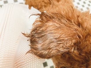 whol 키토미스트 150ml + 실리콘바디브러쉬  강아지 고양이 항균항바이러스, 강력탈취 피부 보습,무향 — 4점을 준 리뷰어가 2022년 9월 올린 사용 사진