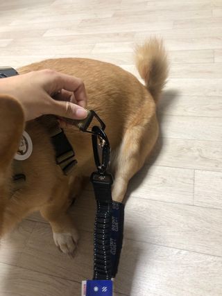 베이컨박스 [BACON] 고아웃클럽 산책 안전벨트 리뉴얼 - 중,대형견용 — 5점을 준 리뷰어가 2021년 12월 올린 사용 사진