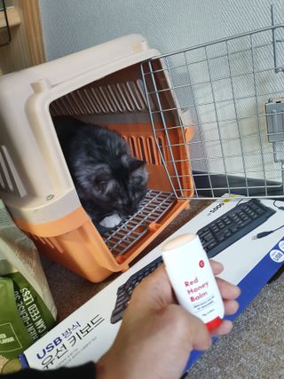 [레드허니밤]자유펫 고양이 강아지 발바닥 밤 14g — 5점을 준 리뷰어가 2021년 11월 올린 사용 사진