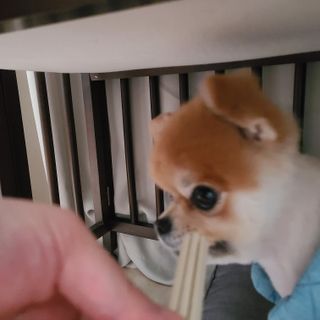 페페로니 2종 세트 클린플러스 덴탈껌 치킨+덕 — 5점을 준 리뷰어가 2021년 8월 올린 사용 사진