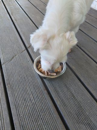 도그퓨어 푸드닭 강아지 닭고기 통살 애견간식 오리지널/차전자피/초록입홍합 — 5점을 준 리뷰어가 2021년 11월 올린 사용 사진