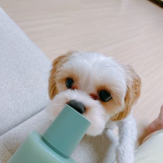 팜스테이 티트리 바이옴 카밍 토너 — 5점을 준 리뷰어가 2022년 7월 올린 사용 사진