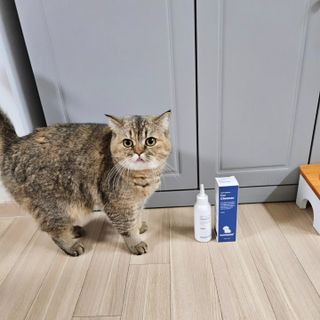 [댕모어 클리너 3종] 아이클리너 / 이어클리너 / 덴탈클리너 3종 세트 (120ml) — 5점을 준 리뷰어가 2023년 11월 올린 사용 사진