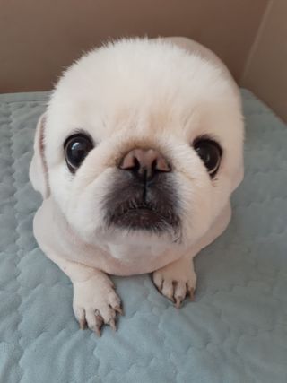 My Pet Care 천연단백질 관절건강에 개좋아 — 5점을 준 리뷰어가 2021년 2월 올린 사용 사진