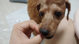 페페로니 진짜 프리바이오틱스 치즈+치즈고구마 180g+180g — 5점을 준 리뷰어가 2021년 7월 올린 사용 사진