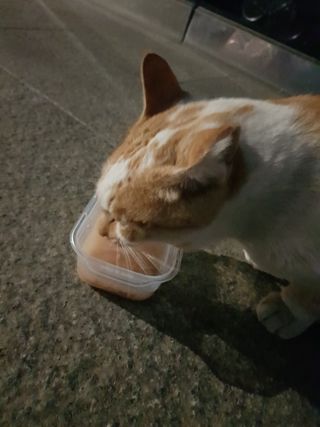냥냥짱님이 올린 리뷰 사진 3