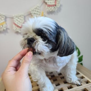 My Pet Care 천연단백질 눈건강에 개좋아 — 5점을 준 리뷰어가 2021년 4월 올린 사용 사진