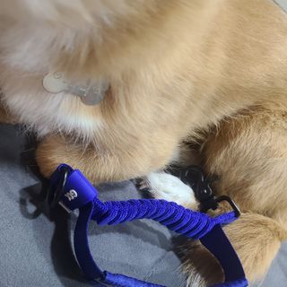 베이컨박스 [BACON] 고아웃클럽 산책 안전벨트 — 4점을 준 리뷰어가 2021년 2월 올린 사용 사진