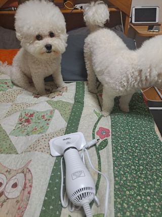아베크 펫 강아지 고양이 애견 에어 브러쉬 드라이기 올인원 — 5점을 준 리뷰어가 2021년 7월 올린 사용 사진