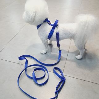 삼숑이맘님이 올린 리뷰 사진 1