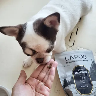 [푸디웜] 라포그 리얼인섹트 소프트키블 스킨 1KG — 5점을 준 리뷰어가 2022년 9월 올린 사용 사진