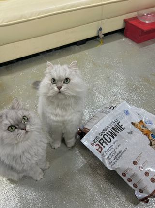 브라우니모래 [브라우니] 고양이 카사바모래 브라우니 천연 응고형 모래  6Lx2개 — 4.5점을 준 리뷰어가 2023년 11월 올린 사용 사진