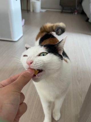 [펫시밀] 원물그대로 영양듬뿍 동결건조 왕북어트릿300g,왕치킨트릿400g,열빙어트릿300g 대용량 간식 — 5점을 준 리뷰어가 2023년 5월 올린 사용 사진