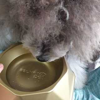 [세싹보울] 세균 싹~ 사라지는 셀앤핏 펫 항균동 애견식기 — 4.5점을 준 리뷰어가 2021년 6월 올린 사용 사진