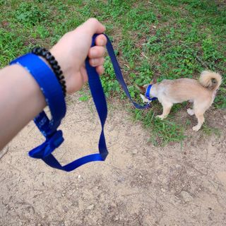 베이컨박스 [BACON] 고아웃클럽 이지그립 리드줄, 목줄 세트-BLUE — 5점을 준 리뷰어가 2021년 7월 올린 사용 사진
