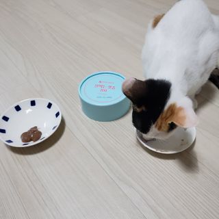 페페로니 잘 먹는 캣츄 - 원양선 참치 24개입 — 4점을 준 리뷰어가 2021년 7월 올린 사용 사진