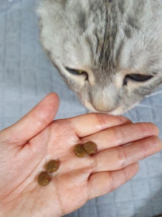 쌀보리냥님이 올린 리뷰 사진 3