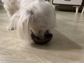 My Pet Care 모발과 모질 피부건강에 개좋아 — 5점을 준 리뷰어가 2021년 4월 올린 사용 사진