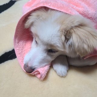 핑구님이 올린 리뷰 사진 1