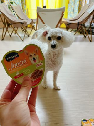비타크래프트 조에시 하트캔 85g 강아지 습식캔 10캔 — 5점을 준 리뷰어가 2021년 8월 올린 사용 사진