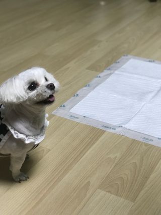 아베크 펫 와이드 프리미엄 대형 애견 강아지 배변 패드 30매 1팩 80g — 5점을 준 리뷰어가 2021년 7월 올린 사용 사진