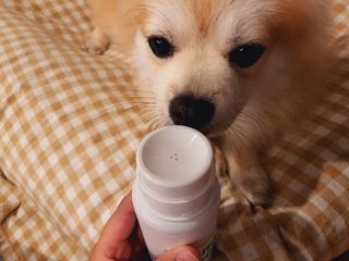 whol 키토클린 200ml - 항균항바이러스 강아지 눈 코 입 귀 세정탈취 고양이 턱드름제거 무향 워터리스 대용량 — 5점을 준 리뷰어가 2022년 10월 올린 사용 사진