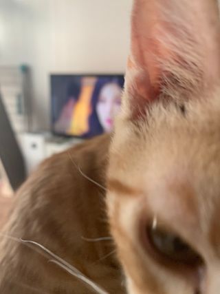 베이컨박스 [BACON] 강아지 수제간식 간편 동결건조 스튜 2종 - 황태, 초록 홍합 — 4점을 준 리뷰어가 2021년 1월 올린 사용 사진