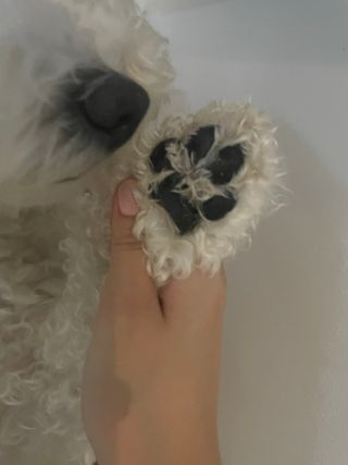 [레드허니밤]자유펫 고양이 강아지 발바닥 밤 14g — 5점을 준 리뷰어가 2021년 11월 올린 사용 사진