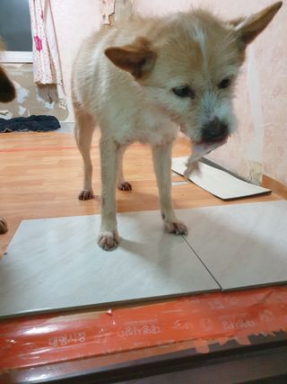 My Pet Care 천연단백질 눈건강에 개좋아 — 5점을 준 리뷰어가 2021년 3월 올린 사용 사진