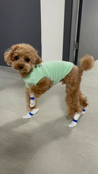 코보콩 에어슈즈 강아지 일회용 신발 소용량 패키지 20매 초경량  미끄럼방지 실내외 겸용 — 3.5점을 준 리뷰어가 2022년 2월 올린 사용 사진